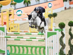 An Approved 1.46 M Jumper Dutch Warmblood