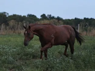 gentle for any rider on trails or around the ranch! Penning, Sorting, Roping