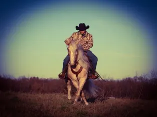 Place your bids at www.PlatinumEquineAuction.com Broke/Safe trail horse, Ranch ready! Super smooth gaited and Very Flashy, Palomino!!!