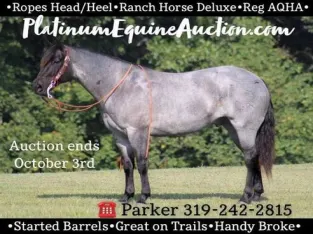 big stout and gentle for anyone to ride on trails or around the ranch! Barrels, Penning, Sorting, Ropes Head/Heels!