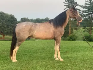 Safe trail horse, gentle for any rider on trails! Super smooth gaited and Very Flashy, Sharp Lit-up Gelding