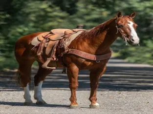 PlatinumEquineAuction.com Ready to go win the team roping! Trails, Ranch work, Penning, Sorting, Cowhorse… Top Pedigree Finished Head Hors