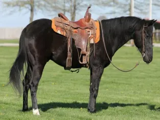 Trail Ready, Penning, Sorting… Loud Colored Grulla Mule!!!