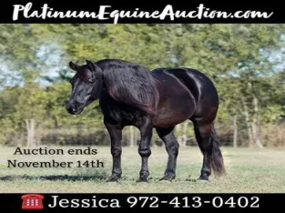 Trails, Harness Broke, Big Gentle and Safe for the Whole Family!!!