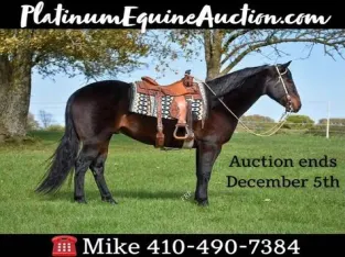 Big stout gelding with lots of ride! Ready to hit the trails or head out on the ranch