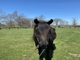 14.1 Sweet Easy To Ride Gelding