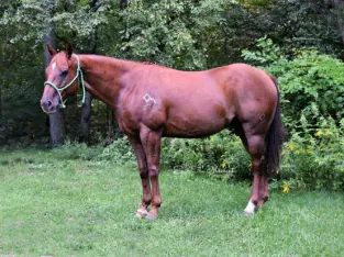 gentle for any rider on trails or around the ranch! Penning, Sorting, Roping