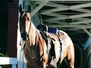 Family Safe Bay Roan!!!