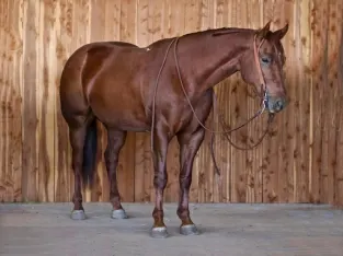 big stout and gentle for any rider on trails or around the ranch