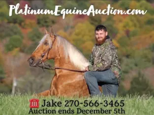 Super smooth gaited and Very Flashy Dark Gold Palomino