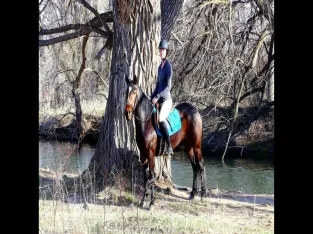 Gelding Quarter Horse Sale