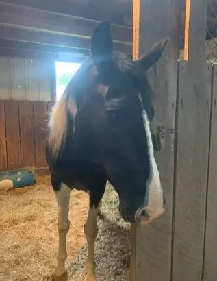 wonderful mare full of great potential.