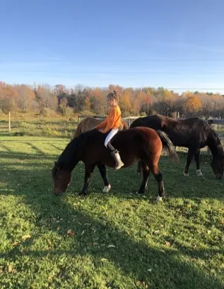 Morgan mare for sale