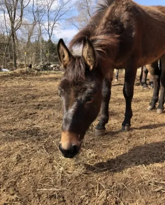 Bay Beautiful Mule Horse