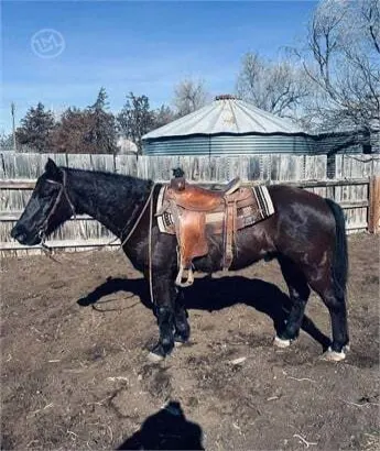 Best classifieds Morgan horse