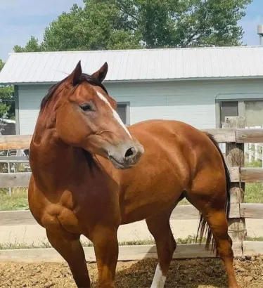 Excellent heading or heeling Quarter Horse
