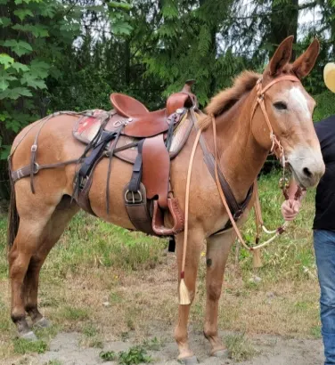 Sweet rides with nice mule horse sale
