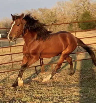 Great racking horse gelding