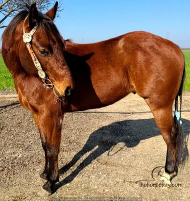Potential Quarter Horse