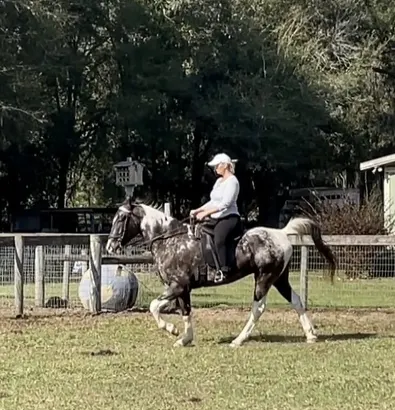 Bruno Point and Go! for sale in Florida