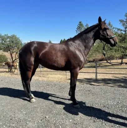 Gaited Racking Standardbred Mare