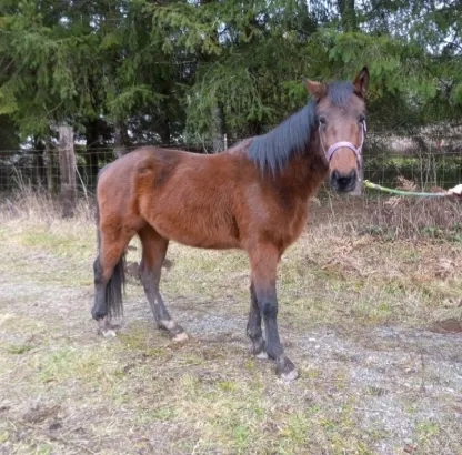 Bay Morgan Horse Filly!!!