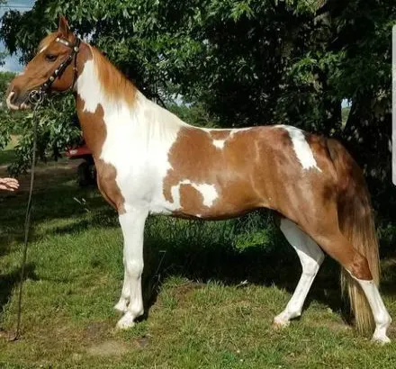 ALex – Nice, Gentle, Trail Ride Spotted Saddle Mare for sale in Marketplace