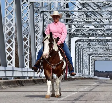 3.3hh Trail/Ranch pony Quarter