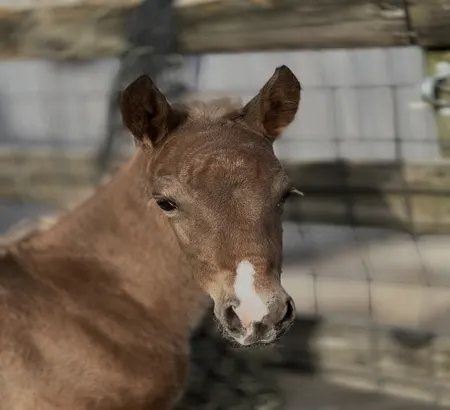 A Well Bred Red Rocky Mountain Chocolate horse sale