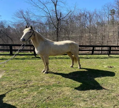 A Beautiful Tennessee Walker Horse Sale