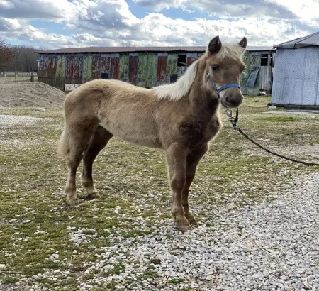Pretty Chocolate Filly
