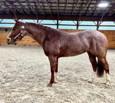Beginner Safe, Fancy Red Roan Ranch/Trail/Family Safe!!!