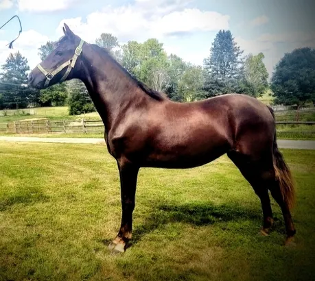 Family Safe Smooth Gaited Trail Horse!!! Kentucky mountain horse Classifieds