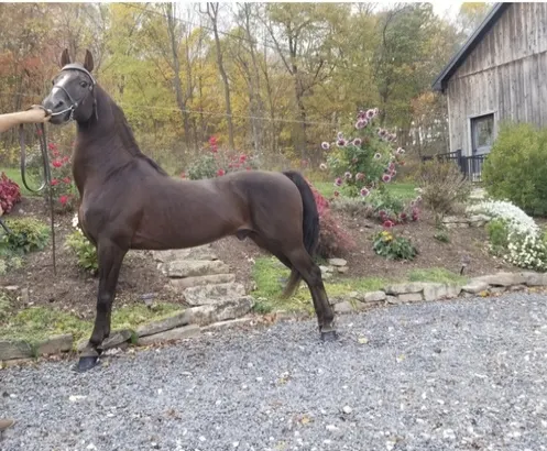 Morgan stallion fee