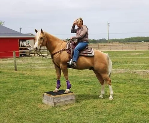 Beginner and Family safe, Ranch Horse, Ropes, Pens, BROKE, Lots of color, Lesson Horse… Confidence Builder!!!
