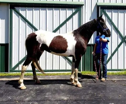 Spotted saddle horse mare for sale in USA