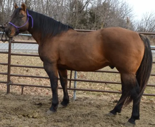 Available Quarter Horse sale in marketplace