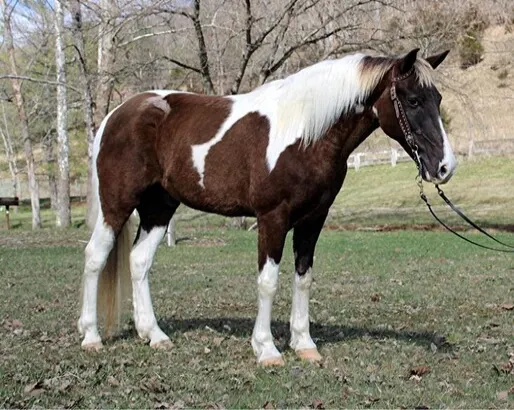 Smooth Gaited, Family Safe, Beautiful Trail Horse!!! for sale in Kentucky