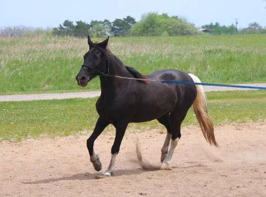 Beautiful 8 year old Tenessee Walker mare