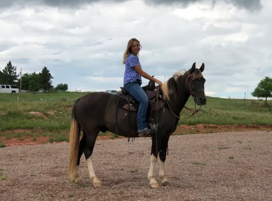 Spotted Saddle Horse/Rocky Mountain Horse gelding