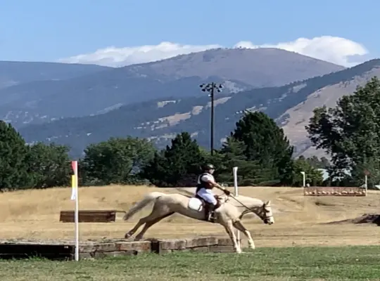 Tennessee Crossed Gaited Sport Pony for Sell