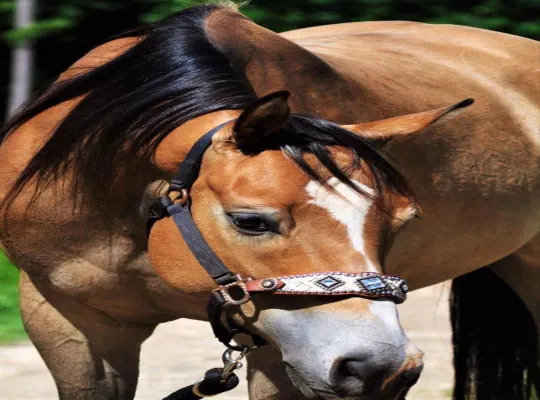 Success. 2013 AQHA Buckskin 15.3 Hands