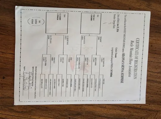 Soon to be 7, Rocky Mountain Mare