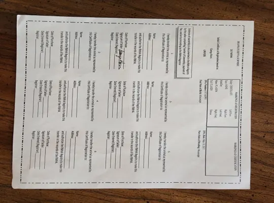 Soon to be 7, Rocky Mountain Mare