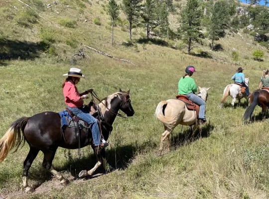 Spotted Saddle Horse/Rocky Mountain Horse gelding