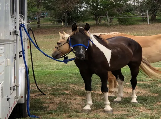 Spotted Saddle Horse/Rocky Mountain Horse gelding
