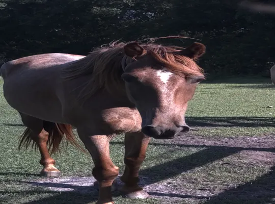 6yr registered red roan Tennessee Walker