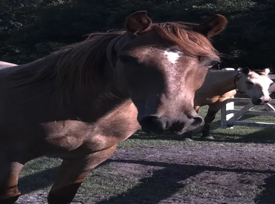 6yr registered red roan Tennessee Walker