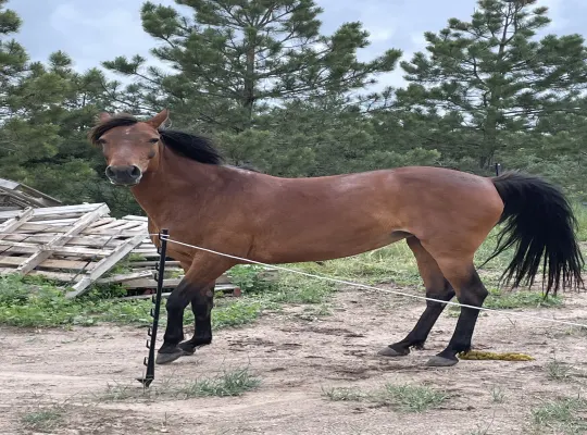 Registered Racking horse mare