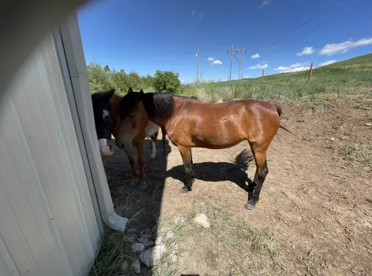 Registered Racking horse mare